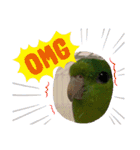サザナミインコ、ヨモギのスタンプ（個別スタンプ：22）