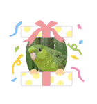 サザナミインコ、ヨモギのスタンプ（個別スタンプ：24）