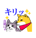 犬と猫・しば×ねこスタンプ（個別スタンプ：24）