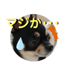ふんふんのスタンプ Part5♡（個別スタンプ：4）