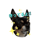 ふんふんのスタンプ Part5♡（個別スタンプ：6）