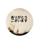 ろろスタンプ丸（個別スタンプ：1）