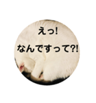 ろろスタンプ丸（個別スタンプ：3）