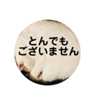 ろろスタンプ丸（個別スタンプ：4）