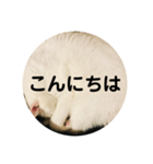 ろろスタンプ丸（個別スタンプ：5）