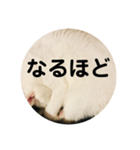 ろろスタンプ丸（個別スタンプ：8）