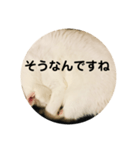 ろろスタンプ丸（個別スタンプ：9）