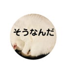 ろろスタンプ丸（個別スタンプ：10）