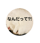 ろろスタンプ丸（個別スタンプ：11）