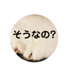 ろろスタンプ丸（個別スタンプ：12）