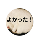 ろろスタンプ丸（個別スタンプ：15）