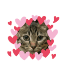 ねこねこ、すたんぷ。（個別スタンプ：2）
