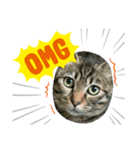 ねこねこ、すたんぷ。（個別スタンプ：3）