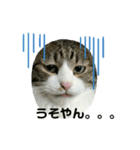ねこねこ、すたんぷ。（個別スタンプ：4）