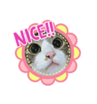 ねこねこ、すたんぷ。（個別スタンプ：6）