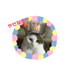 ねこねこ、すたんぷ。（個別スタンプ：8）