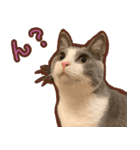 ちくわ猫スタンプ！（個別スタンプ：1）