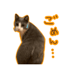 ちくわ猫スタンプ！（個別スタンプ：2）