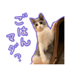 ちくわ猫スタンプ！（個別スタンプ：3）