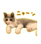 ちくわ猫スタンプ！（個別スタンプ：6）