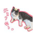 ちくわ猫スタンプ！（個別スタンプ：7）