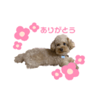 Pinkの短足♡こむぎ（個別スタンプ：3）