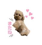 Pinkの短足♡こむぎ（個別スタンプ：4）