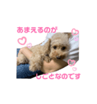 Pinkの短足♡こむぎ（個別スタンプ：5）