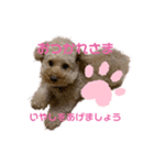Pinkの短足♡こむぎ（個別スタンプ：7）