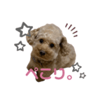 Pinkの短足♡こむぎ（個別スタンプ：8）