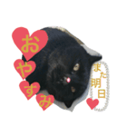 冨樫くろのスタンプ❷（個別スタンプ：6）