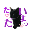 冨樫くろのスタンプ❷（個別スタンプ：12）