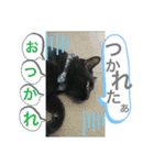 冨樫くろのスタンプ❷（個別スタンプ：13）