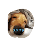 可愛い癒しの犬（個別スタンプ：1）