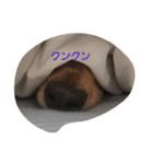 可愛い癒しの犬（個別スタンプ：11）