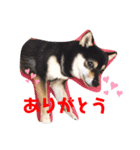 豆柴てつこのスタンプ（個別スタンプ：4）
