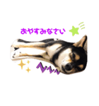 豆柴てつこのスタンプ（個別スタンプ：5）