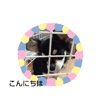 犬のチョコ君2（個別スタンプ：5）