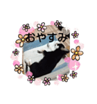 犬のチョコ君2（個別スタンプ：6）