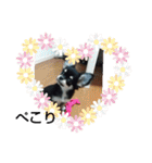 犬のチョコ君2（個別スタンプ：8）