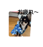 犬のチョコ君2（個別スタンプ：9）