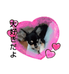 犬のチョコ君2（個別スタンプ：11）