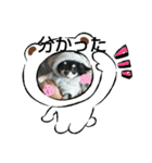 犬のチョコ君2（個別スタンプ：12）