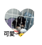 犬のチョコ君2（個別スタンプ：15）