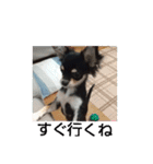 犬のチョコ君2（個別スタンプ：17）