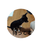 犬のチョコ君2（個別スタンプ：18）