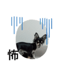 犬のチョコ君2（個別スタンプ：19）