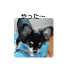 犬のチョコ君2（個別スタンプ：21）