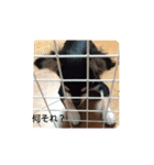 犬のチョコ君2（個別スタンプ：22）