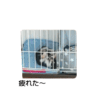 犬のチョコ君2（個別スタンプ：23）